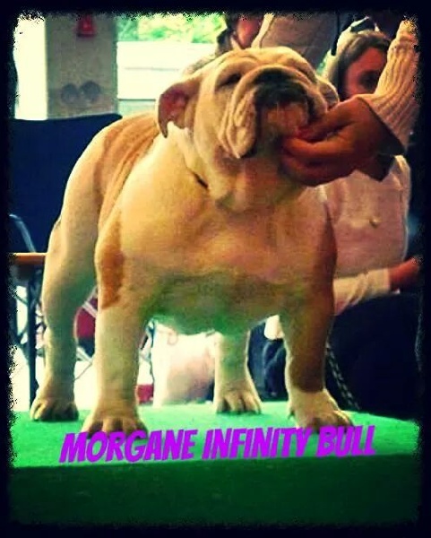 Morgane Infinity Bull